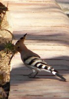 /album/foto-zhivotnyj-mir/egipet-017-jpg/